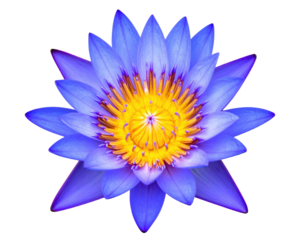 Vibrant close-up of a water lily showcasing blue petals and yellow center