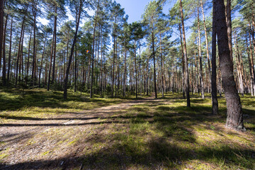 A walk in the forest - Roztocze National Park