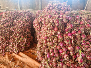Freshly harvested onions filling the entire frame, ready for distribution and use.