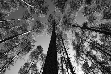 A walk in the forest - Roztocze National Park