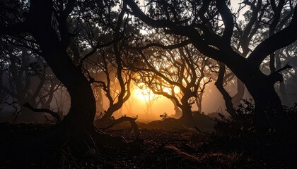 Sunbeams pierce a dense, misty forest, illuminating twisting trees with warm golden light.