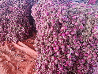 Freshly harvested onions filling the entire frame, ready for distribution and use.