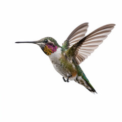 Fototapeta premium Tiny colorful hummingbird flying midair with open wings isolated white