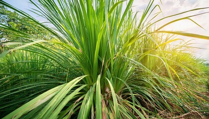 Abundant Lemongrass Plant Cymbopogon Citratus Growing In Tropical Climate Of Indonesia Culinary And Medicinal Herb