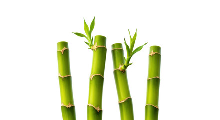 Obraz premium Fresh green bamboo stalks isolated, lucky bamboo stems with leaves on transparent background, feng shui plant for good fortune and prosperity