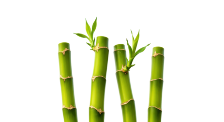 Fresh green bamboo stalks isolated, lucky bamboo stems with leaves on transparent background, feng shui plant for good fortune and prosperity