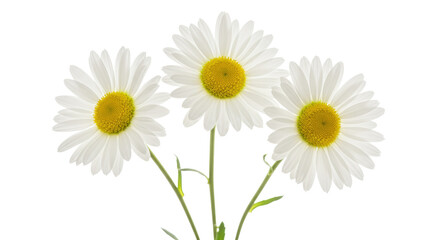 Three white daisy flowers isolated on transparent background, beautiful blossoms with yellow centers for spring and summer designs