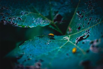 Yellow Leaf Beetle on Green Leaf Macro Photography