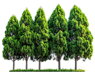A row of vibrant, green conifer trees against a transparent background