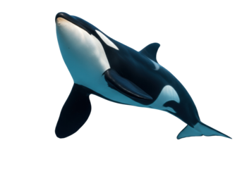 Majestic orca isolated on transparent PNG, killer whale marine mammal with black and white coloration for wildlife and conservation themes
