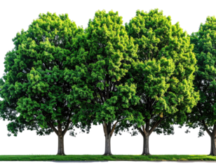 Row of lush green trees with full foliage, set against a black background