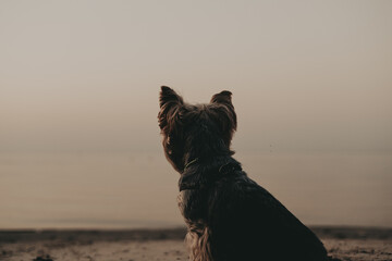Yorkshire Terrier Silhouetted on Beach at Sunset. A Yorkie lapdog sits on the beach, silhouetted against a soft, muted sunset. The dog is facing away, its fur catching the light. Serene small dog .