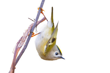 goldcrest holding onto a branch with its paws isolated on a white background