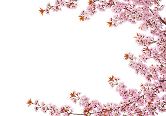 Fototapeta premium Delicate Pink Cherry Blossom Branches Framing a Black Background with Copy Space