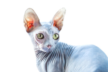 Sphynx cat isolated on white background