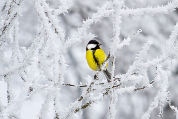 yellow little bird sits on a snowy branch
