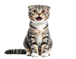 Front-facing, wide-eyed, happy-looking Scottish Fold cat on a black background