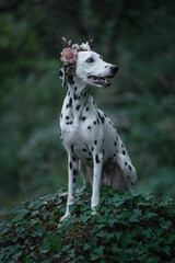 Stylish black and white Dalmatian in dark green forest with Halloween decorations