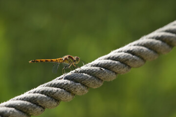 Libelle auf einem Seil