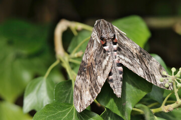 Ligusterschwärmer - Sphinx ligustri