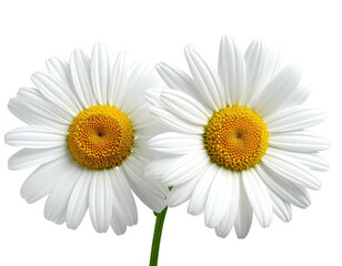 Two daisies, white petals around yellow center, against a black background