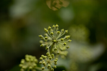 vista macro di bacche verdi ed immature di edera rampicante su sfondo sfuocato