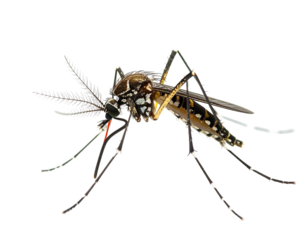 Detailed macro image of a mosquito, wings extended, isolated on black