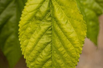 vista macro frontale di una foglia verde e delle sue venature