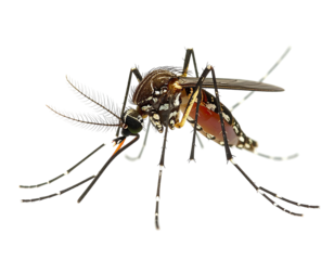 A detailed, high-res image of a mosquito with intricate wings and detailed body