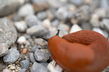 vista macro di un esemplare di lumaca spagnola, color arancione, che striscia lentamente su un terreno naturale