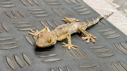 Tokay gecko on the rubber mat