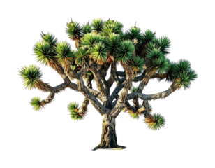 A desert tree with spiky, circular clusters of green leaves, isolated on black