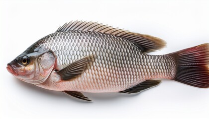 Tilapia Fish Isolated On White Background