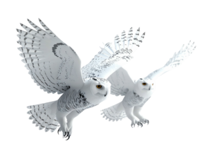 Two majestic white owls with dark markings gracefully soar in the air