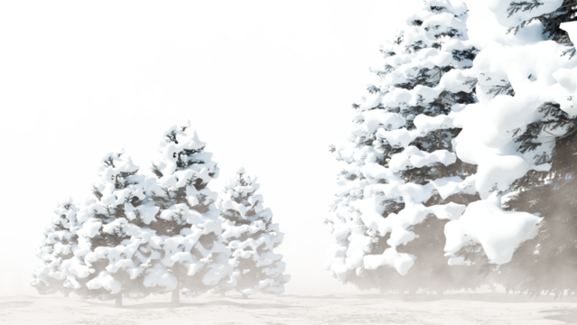 Snowy Evergreen Trees in Winter Forest Isolated PNG Transparent