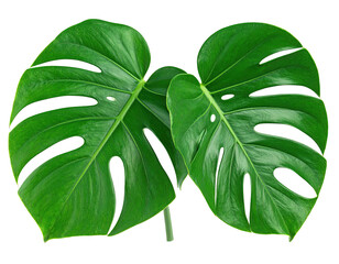 Two vibrant green Monstera leaves, overlapping against a black background