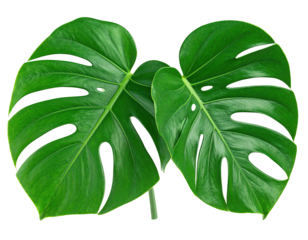 Two vibrant green Monstera leaves, overlapping against a black background