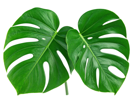 Two vibrant green Monstera leaves, overlapping against a black background - Powered by Adobe