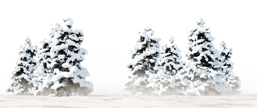 Snow Covered Conifer Trees in Winter Forest PNG Transparent Cutout