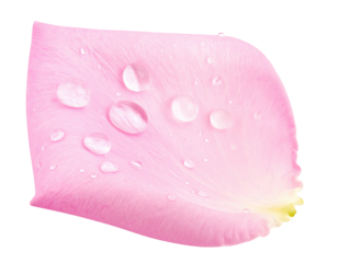 A single, dewy pink petal isolated on black background