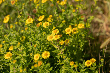 dettagli di un campo di fiori dai petali color giallo ed il fusto e le foglie verdi, illuminati dal sole, di giorno, in autunno