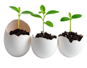 Three sprouts emerge from eggshells filled with soil, signifying new life