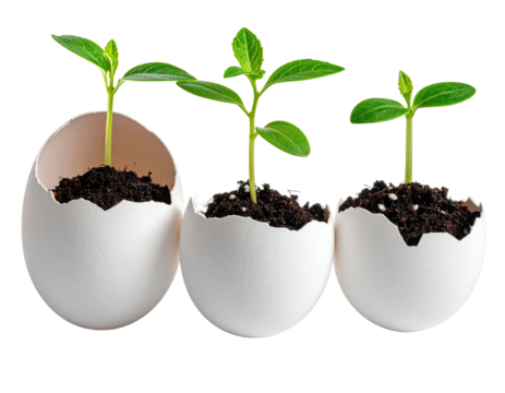 Three sprouts emerge from eggshells filled with soil, signifying new life