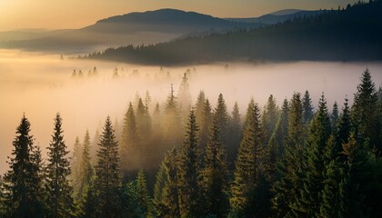 Fototapeta premium Misty Landscape With Fir Forest Misty Pine Forest During Sunrise