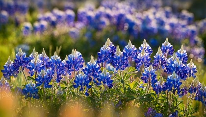 Obraz premium Bluebonnet S Botanical Portrait A Vibrant Illustration Of Texas Bluebonnets Showcases The Delicate Beauty Of The Iconic Wildflower