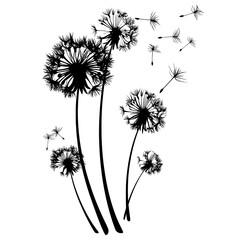 Fluffy dandelion flower silhouettes, dandelions with flying seeds, and blooming blowball flowers are the subjects of a modern spring season illustration in a doodle style
