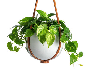 Potted plant with vibrant green and yellow leaves, suspended by leather straps