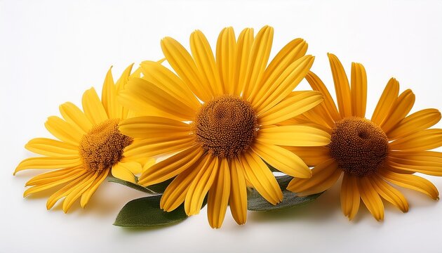 Arnika Arnica Montana Isoliert Auf Weissem Hintergrund