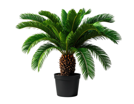 Lush green sago palm plant in a black pot against a black background