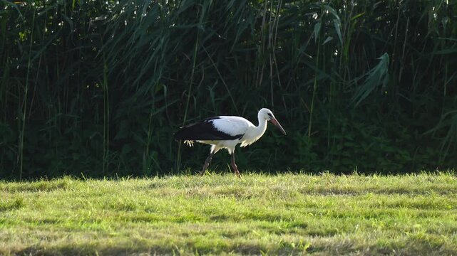 White Stork foraging in a meadow